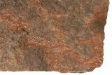 / Foot Wide Fossil Crinoid (Scyphocrinites) Plate - Morocco #215237-3